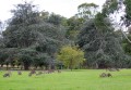 0429-1731 Kangaroos (4295511)